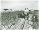 Wagon load of cotton coming out of the field in the evening, Mileston Plantation, Mississippi Delta, Oct. 1939
