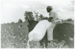 African American cotton plantation worker, hired as a day laborer, riding a mule and holding down a sack of cotton in the cotton field at Nugent Plantation, Benoit, Mississippi Delta, Mississippi, October 1939.