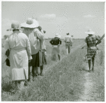 African American cotton plantation workers, hired as day laborers, walking next to cotton field at Hopson Plantation, Clarksdale, Mississippi Delta, Mississippi, August 1940.