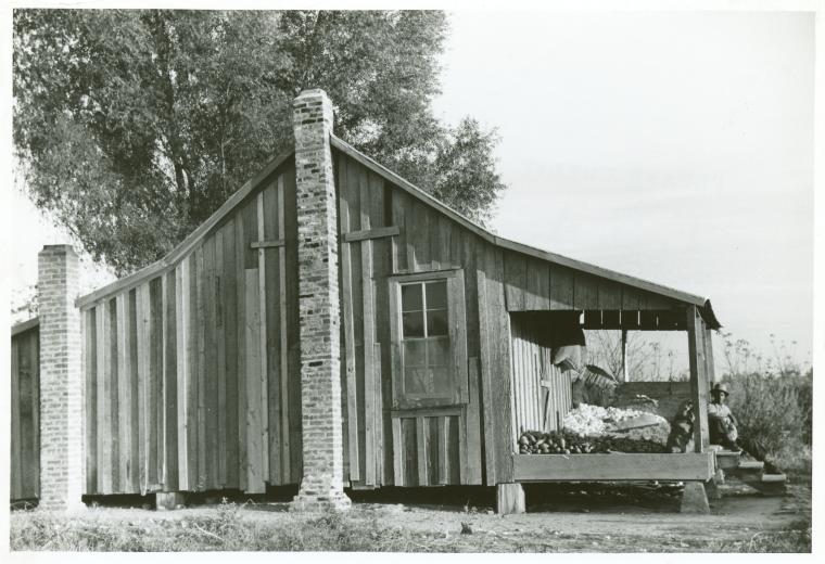 One of the sharecropper's houses with sweet potatoes and cotton on the