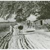 Daughter of Cube Walker, Negro TP Client Belzoni, Miss. Delta, bringing home cow from the fields in the evening, Nov. 1939.
