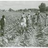 Bayou Bourbeaux Plantation operated by Bayou Bourbeaux Farmstead Association, a cooperative established through the cooperation of Farm Security Administration, August 1940.