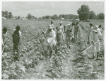 Bayou Bourbeaux Plantation operated by Bayou Bourbeaux Farmstead Association, a cooperative established through the cooperation of Farm Security Administration, August 1940.