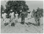 The family of Mr. Leroy Dunn, chopping cotton in a rented field near White Plains, Greene County, Georgia, June 1941.