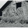Loading hay into barn on tobacco farm of A. B. Douglas, Blairs, Virginia - Pittsylvania County, Sept. 1939.