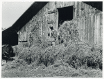 Loading hay into barn on tobacco farm of A. B. Douglas, Blairs, Virginia - Pittsylvania County, Sept. 1939.