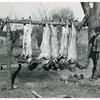 Hog killing on Milton Puryeur place; He is a Negro owner of five acres of land; Rural Route No. 1, Box 59, Dennison, Halifax County, Virginia; This is six miles south [on Highway No. 501] of South Boston; He used to grow tobacco and cotton but now just a subsistence living; These hogs belong to a neighbor landowner; He burns old shoes and pieces of leather near the heads of the slaughtered hogs while they are hanging to keep the flies away, Nov. 1939.