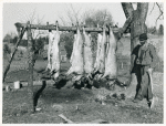 Hog killing on Milton Puryeur place; He is a Negro owner of five acres of land; Rural Route No. 1, Box 59, Dennison, Halifax County, Virginia; This is six miles south [on Highway No. 501] of South Boston; He used to grow tobacco and cotton but now just a subsistence living; These hogs belong to a neighbor landowner; He burns old shoes and pieces of leather near the heads of the slaughtered hogs while they are hanging to keep the flies away, Nov. 1939.