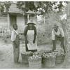Rehabilitation client and wife with one day's tomato pick off coast of Beaufort, South Carolina.