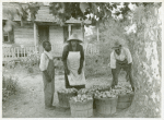 Rehabilitation client and wife with one day's tomato pick off coast of Beaufort, South Carolina.