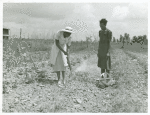 Rachel D. Moore, home management supervisor, giving demonstration in dusting plants from insects to Caldoria Smith; La Delta Project, Thomastown, La., June 1940.