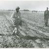 African American Captain Richard W. Williams, executive officer of the 555th Parachute Infantry Battalion, walking in an open field with the ropes of a deflated parachute hanging from his parachute pack, Normandy Field, Alabama