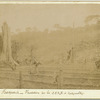 Congo Français: Plantation de la C.P.K.N. à Kakamoëka.