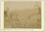Congo Français: Plantation de la C.P.K.N. à Kakamoëka.