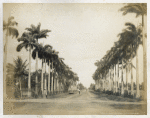 Avenue of Palms; Brick dam; Georgetown; No. 85.