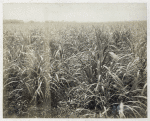 View of sugar cane field.