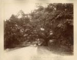 The "Tom Cringle" Cotton Tree. Spanish Town Road