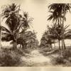 Seville Estate Road. St. Ann