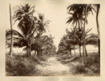 Seville Estate Road. St. Ann