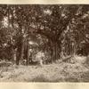 Banyan Tree (one tree), Roaring River, St. Ann