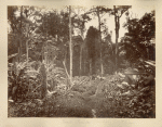 Through Clarendon Mountains. (Dr. I's house)