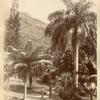 Indian Palm. Castleton