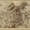 Cutting tobacco - A typical plantation - Province of Havana, Cuba