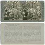14439 T - Coffee pickers at work, plantation scene in Guadeloupe, French West Indies