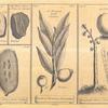 The kola fruit; The kûrbari fruit; the guava or goyava fruit; the kalabash tree