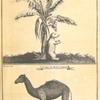 The bomba or capivard at the foot of a banana tree; A Cape de Verde camel