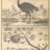 The ostrich, according to the Paris Academy of Science; Nest (or village as the Negroes call it) of the kubalot, or fisher bird