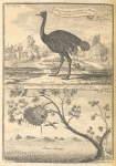 The ostrich, according to the Paris Academy of Science; Nest (or village as the Negroes call it) of the kubalot, or fisher bird