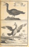 A rare bird about the Gambra, called by some monoceros; The bird with four wings