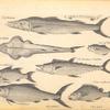 Fish at Sierra Leona