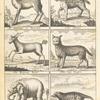 Several wild beasts; Antelope or gazella; Ounce; Bezoar  goat; Cat tigre; Elephant; Civet cat