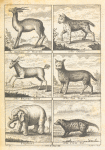 Several wild beasts; Antelope or gazella; Ounce; Bezoar  goat; Cat tigre; Elephant; Civet cat