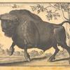 A buffalo