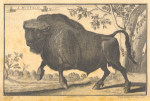 A buffalo