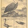 Birds and fowl; Pelican; Aygert; Bird of Paradise