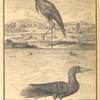 Birds and fowl; Damsel of Numidia; The alcatrazi or mad bird