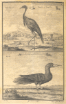 Birds and fowl; Damsel of Numidia; The alcatrazi or mad bird