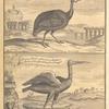 The pintado or Guinea hen, according to the Paris Academy of Science; African swan called also stalker, or stork of the Gambra