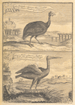 The pintado or Guinea hen, according to the Paris Academy of Science; African swan called also stalker, or stork of the Gambra