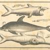 A sea monster; A Guinea porpoise or marsouin; The beccass or sea woodcock