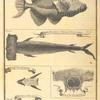 A bourse; Pantouflier, Panapana or hammer-fish; The sucker flatways; Head of the Panapana; Susset or Remora
