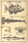 A bourse; Pantouflier, Panapana or hammer-fish; The sucker flatways; Head of the Panapana; Susset or Remora