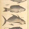 Fish taken at Sierra Leona