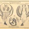 The cramp-fish, torpedo or num-fish