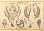 The cramp-fish, torpedo or num-fish