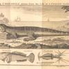 A young crocodile drawn from the life in London, October 1739; The seatoad; An ancornet or scuttle fish